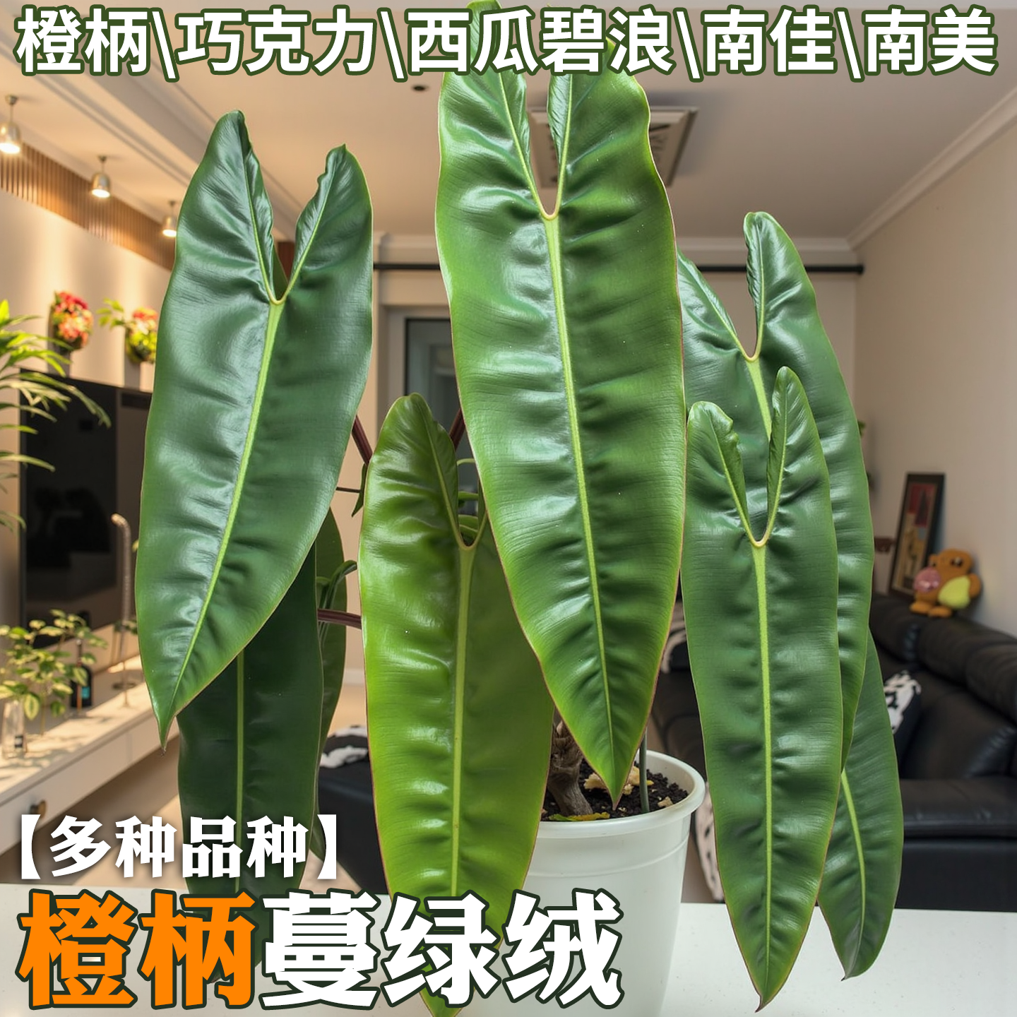 橙柄蔓绿绒室内大叶蔓绿绒植物