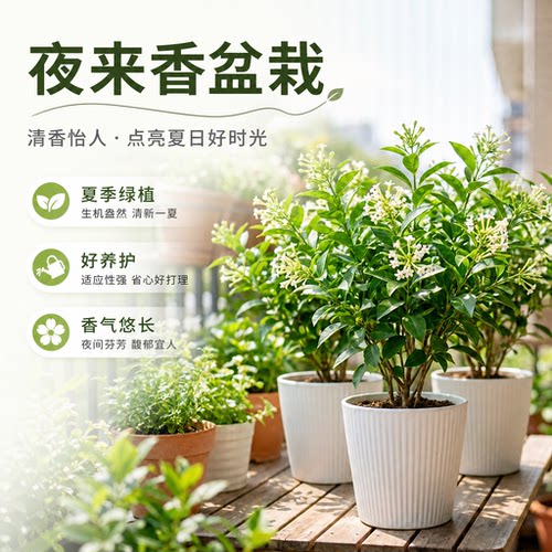 夜来香盆栽花卉庭院室内外客厅四季好养开花驱蚊植物浓香型花树苗