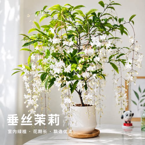 垂丝茉莉盆栽带花苞老桩室内客厅阳台绿植垂吊风车好养活开花花卉
