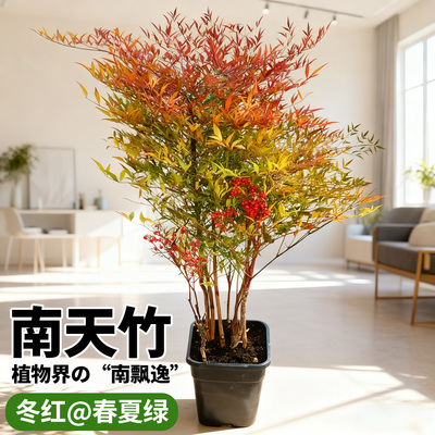 火焰南天竹盆栽室内客厅大型绿植庭院耐寒植物红叶竹子盆景盆栽苗