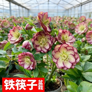 铁筷子盆栽带花苞庭院阳台耐寒花卉圣诞玫瑰重瓣冰雪系多年生绿植