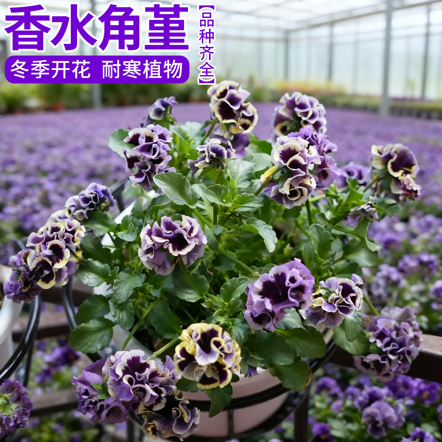 角堇花苗皱边角堇三色堇盆栽带花室内阳台易爆盆冬日耐寒花卉植物