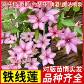 铁线莲盆栽爬藤植物花苗带架子带花苞大苗庭院观赏花卉好养活绿植