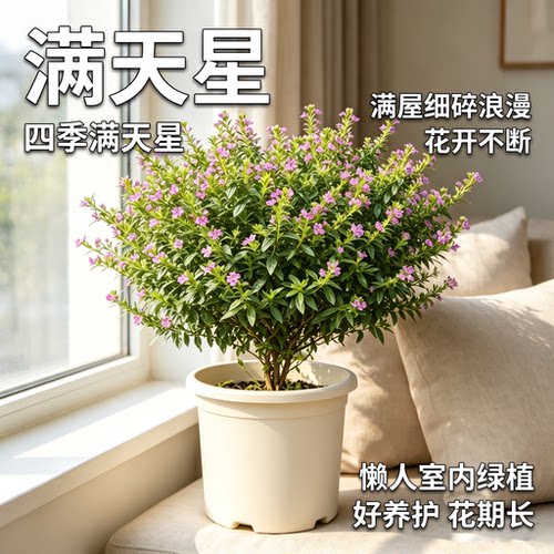 满天星独杆带花苞室内阳台庭院工程绿化四季好养开花植物桌面盆栽