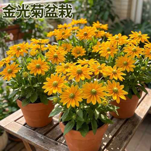金光菊盆栽带花苞阳台庭院多年生耐寒热花卉公园花园造景花镜植物