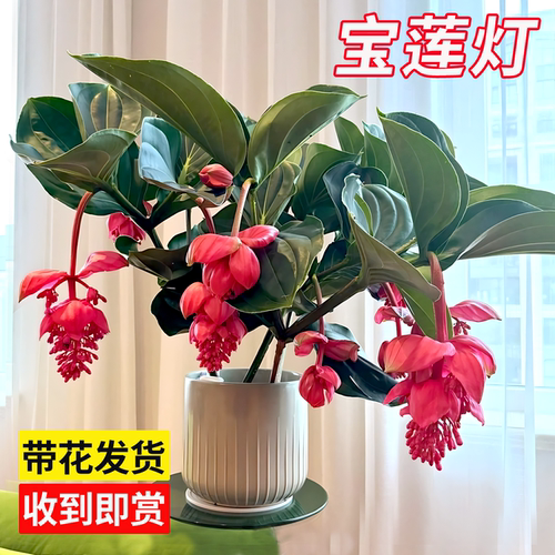 宝莲灯盆栽带花苞大苗珍珠宝莲灯