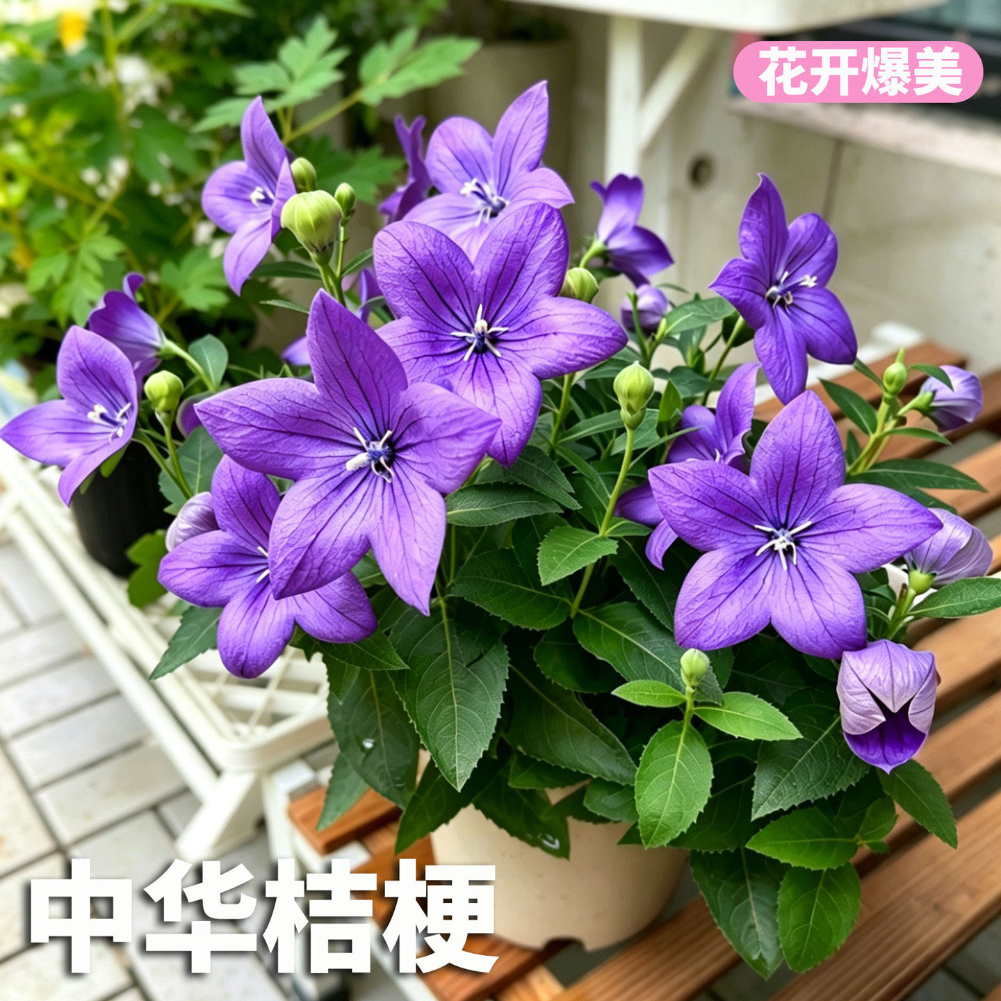 中华桔梗盆栽带花苞耐寒热铃铛阳台庭院四季好养开花植物多年生花