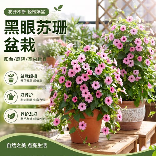 黑眼苏珊盆栽带花苞阳台庭院爬藤耐热花卉攀援多季节开花植物好养