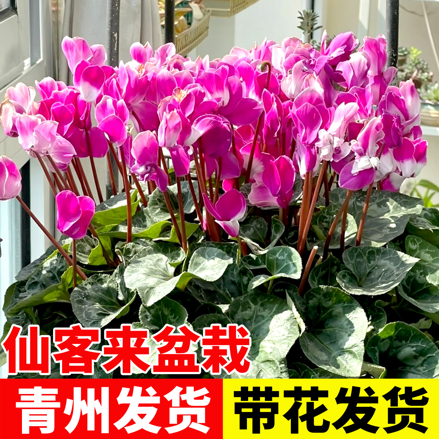 大花仙客来盆栽带花苞室内耐寒好养活花卉盆栽多年生好养球根植物