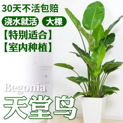 天堂鸟盆栽室内客厅大型绿植办公室大叶植物高端鹤望兰耐阴好养活