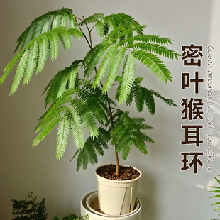 密叶猴耳环室内耐阴好养绿植热植盆栽日本密叶猴观叶小豆树害羞猴