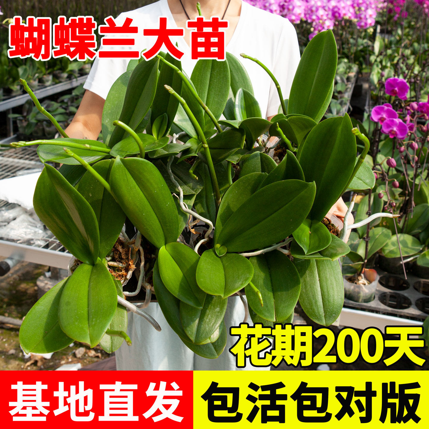 蝴蝶兰花苗室内阳台四季好养盆栽兰花大苗客厅植物花卉年宵花好养