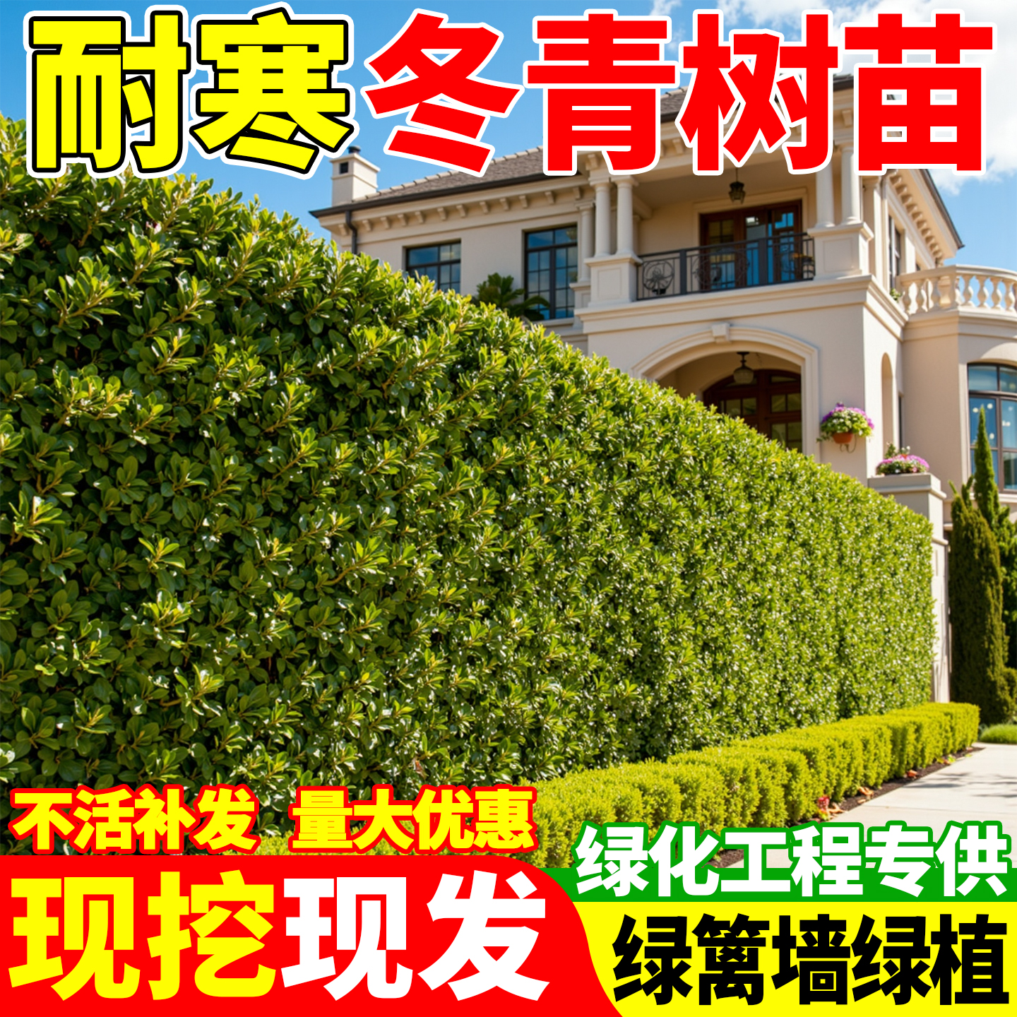 北海道黄杨苗冬青树苗围墙篱笆植物大叶四季常青耐寒庭院绿篱墙苗