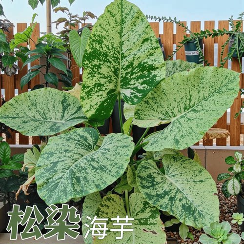 松染海芋盆栽净化空气吸甲醛