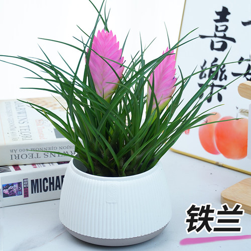 铁兰花苗盆栽紫花凤梨带花剑花苞室内四季好养绿植办公室桌面盆景