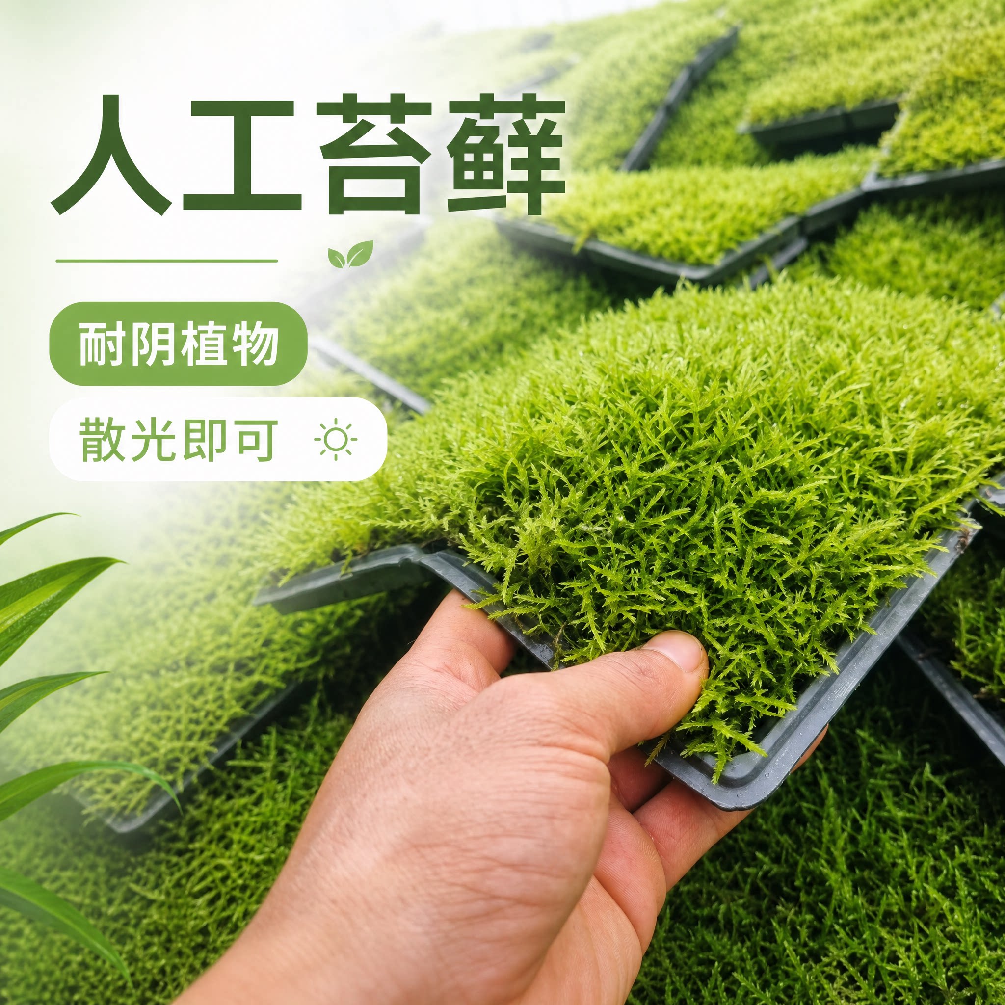 鲜活苔藓兰花铺面青苔微景观雨林假山草皮造景材料乌龟缸装饰草坪