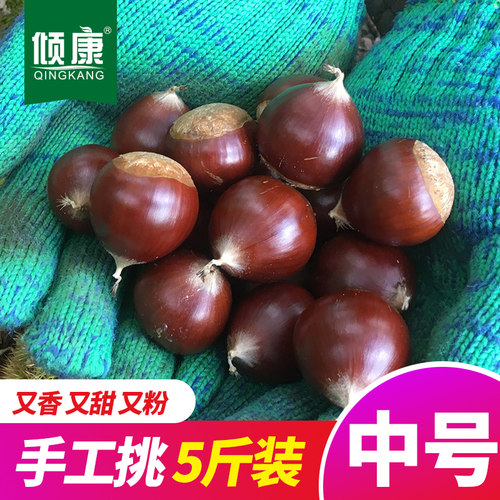 野生新鲜板栗现摘现发高山锥栗