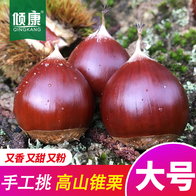 倾康新鲜板栗生锥栗圆栗油栗毛栗子生尖毛栗建瓯特产包邮特价2025