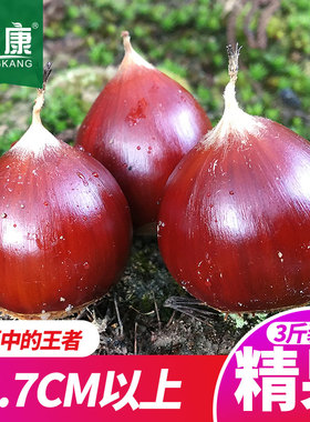 新鲜生板栗栗子锥栗毛栗子建瓯特产圆栗3斤2.7cm直径上农家现摘