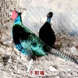 散养孔雀蓝山鸡绿雉鸡七彩山鸡宠物鸡活体鸡波兰观赏鸡白桂帝王白