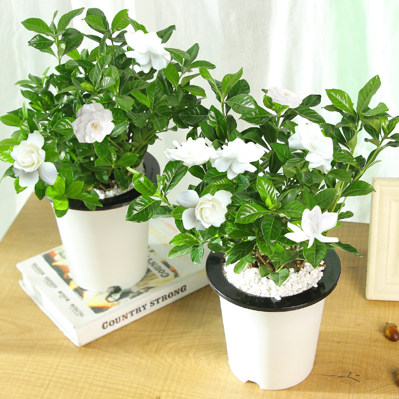 栀子花盆栽栀子花苗室内盆栽花卉庭院植物四季开花卉盆栽水培植物