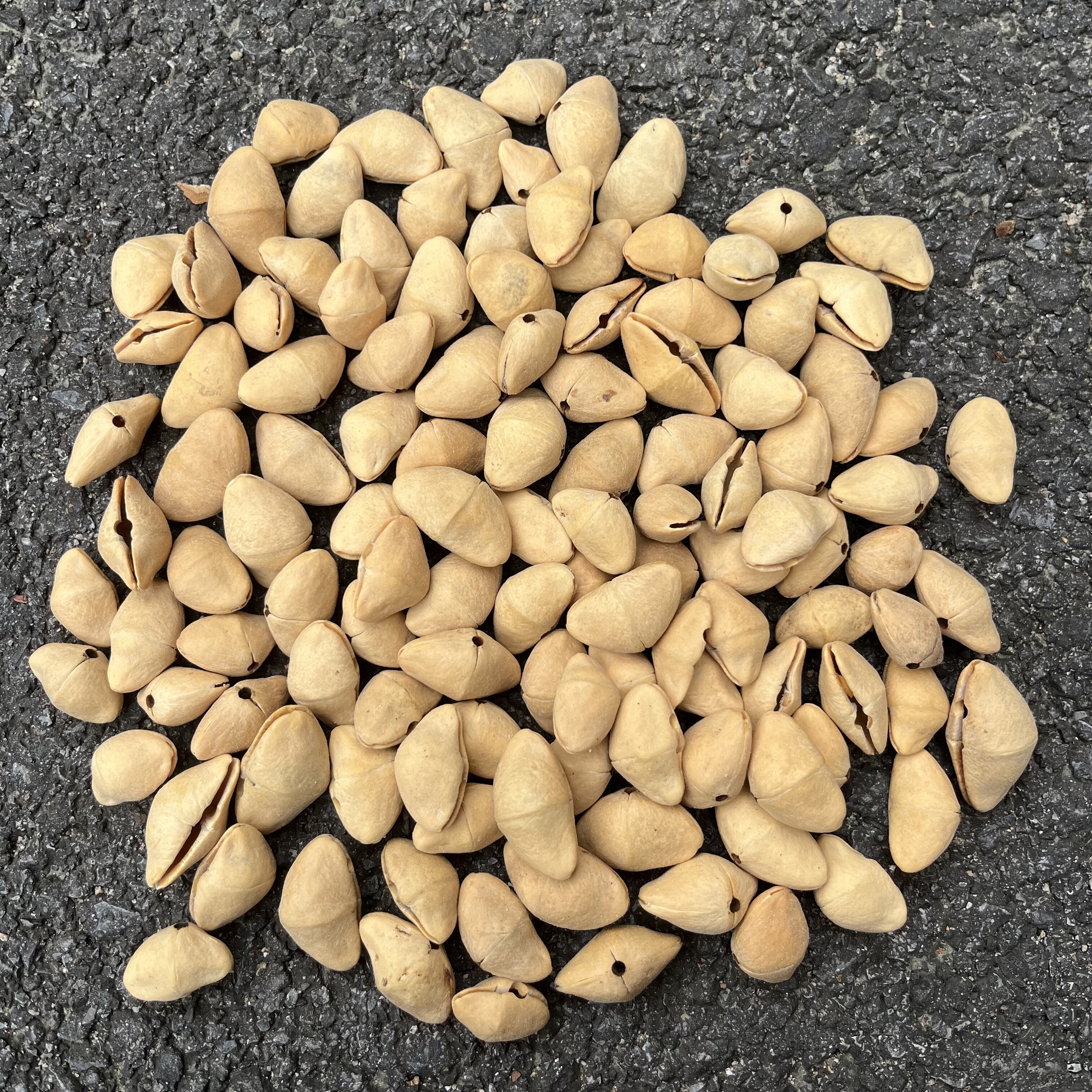 印尼夹竹桃chacha植物果实壳手工果壳铃DIY音疗治愈系静心散壳