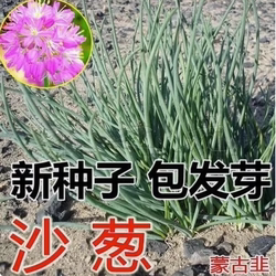 蒙古韭内蒙古沙葱种子胡葱耐寒耐旱四季韭葱盆栽阳台菜种籽