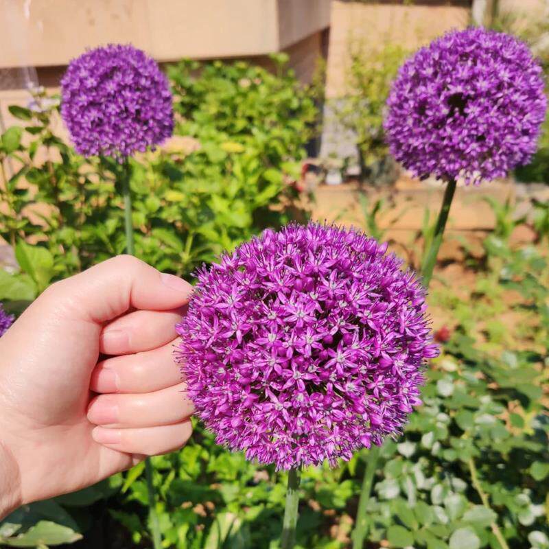 大花葱种子宿根庭院阳台盆栽花园硕葱花葱种球四季播种易活花籽