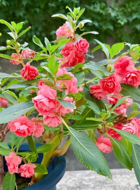 【茶花凤仙花种籽】重瓣大花指甲花四季种易活花卉种子盆子花草种