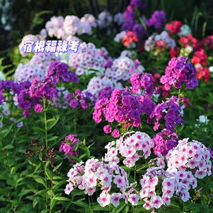 耐寒芝种子福禄考花籽低矮四季庭院室外北方阳台见土就活花种