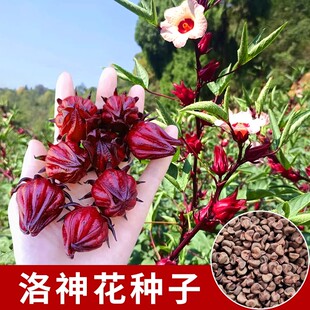 洛神花种子玫瑰茄花茶果脯用种子商用树苗种籽红桃k红金梅苗种孑
