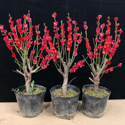 梅花盆栽老桩红腊景树苗绿