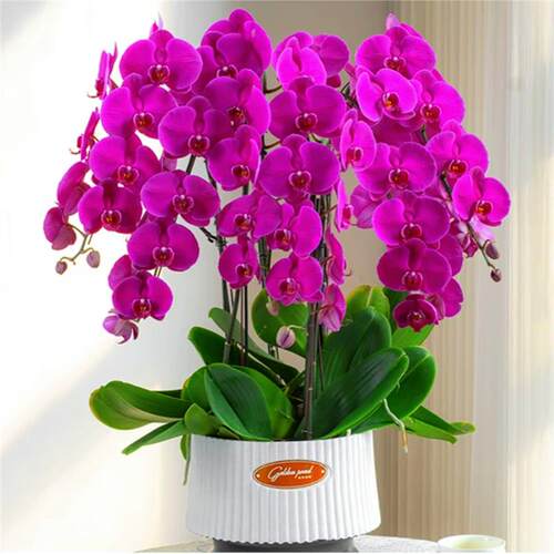 蝴蝶兰盆栽花卉植物室内水