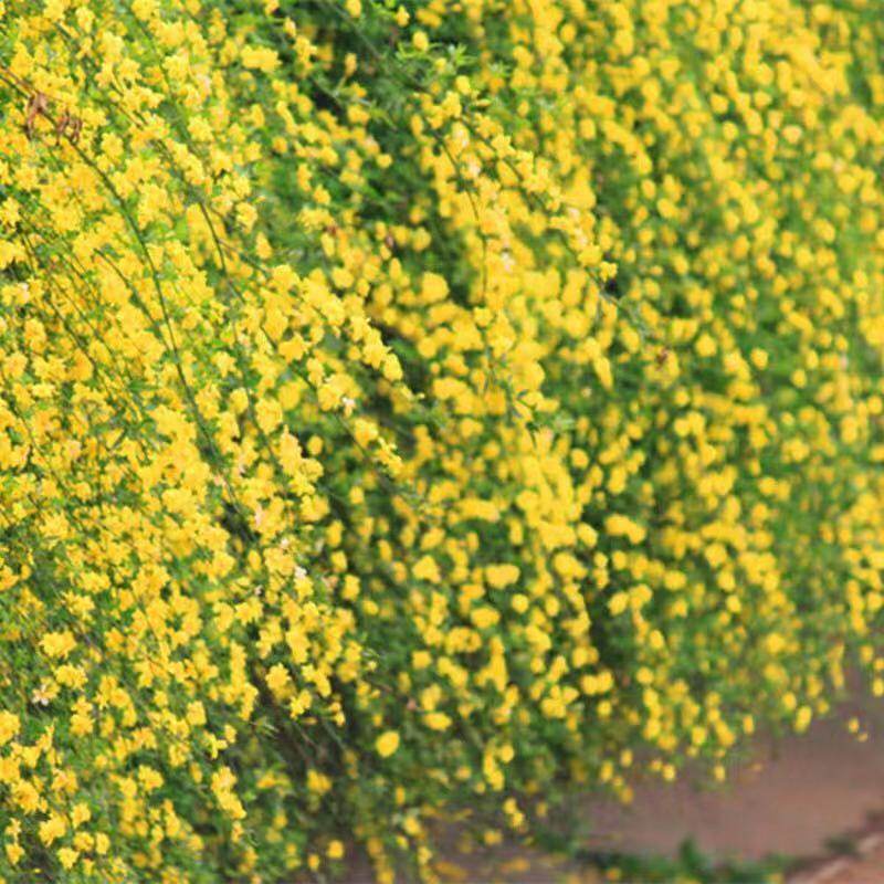 室外庭院小区耐寒观花藤本植物 迎春花 报春花 迎春花苗 花期长