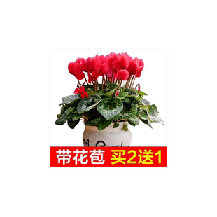 仙客来盆栽带花开花仙鹤来花苗大花重瓣鲜花植物室内花卉绿植