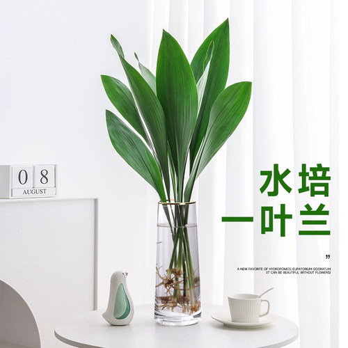 水培一叶兰绿植室内盆栽四