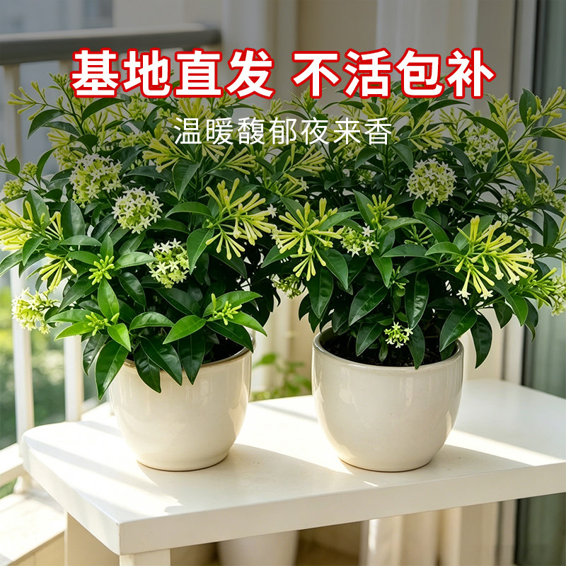 夜来香盆栽夏季驱蚊香草树苗花卉绿植物室内桌面阳台客厅四季开花