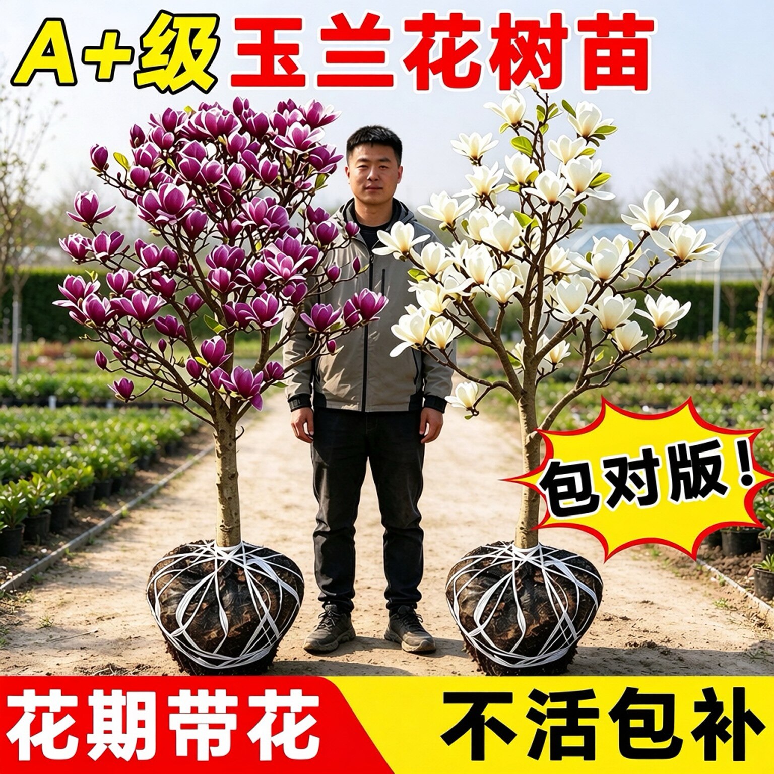 玉兰花树苗带花苞红白紫玉兰树室外矮化庭院四季花卉盆栽绿化大树
