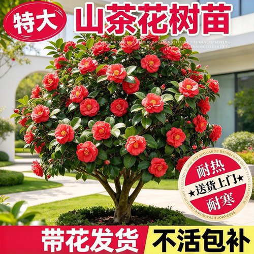 四季茶花树苗带苞香妃耐寒盆栽