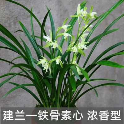 兰花建兰铁骨素心带花苞耐寒四季兰开花浓香室内阳台绿植花卉盆栽