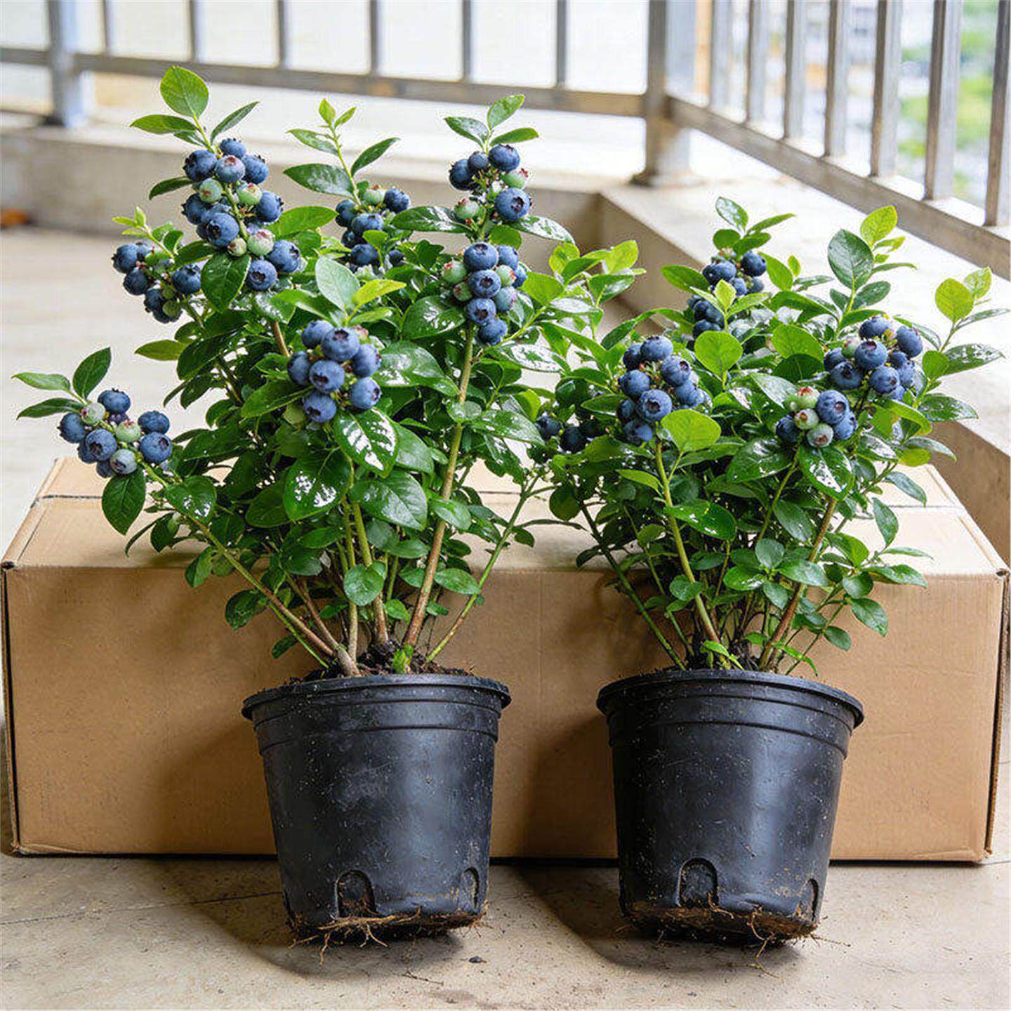 蓝莓树果苗盆栽特大号带果带花苞室内外蓝梅苗地栽南北方种植果树