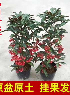 客厅富贵籽带果更好看黄金万两绿植金玉满堂盆栽植物办公室花卉