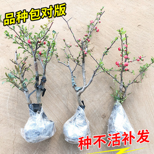 海棠花盆栽带花苞树苗老桩盆景庭院好养四季阳台植物室内花卉绿植