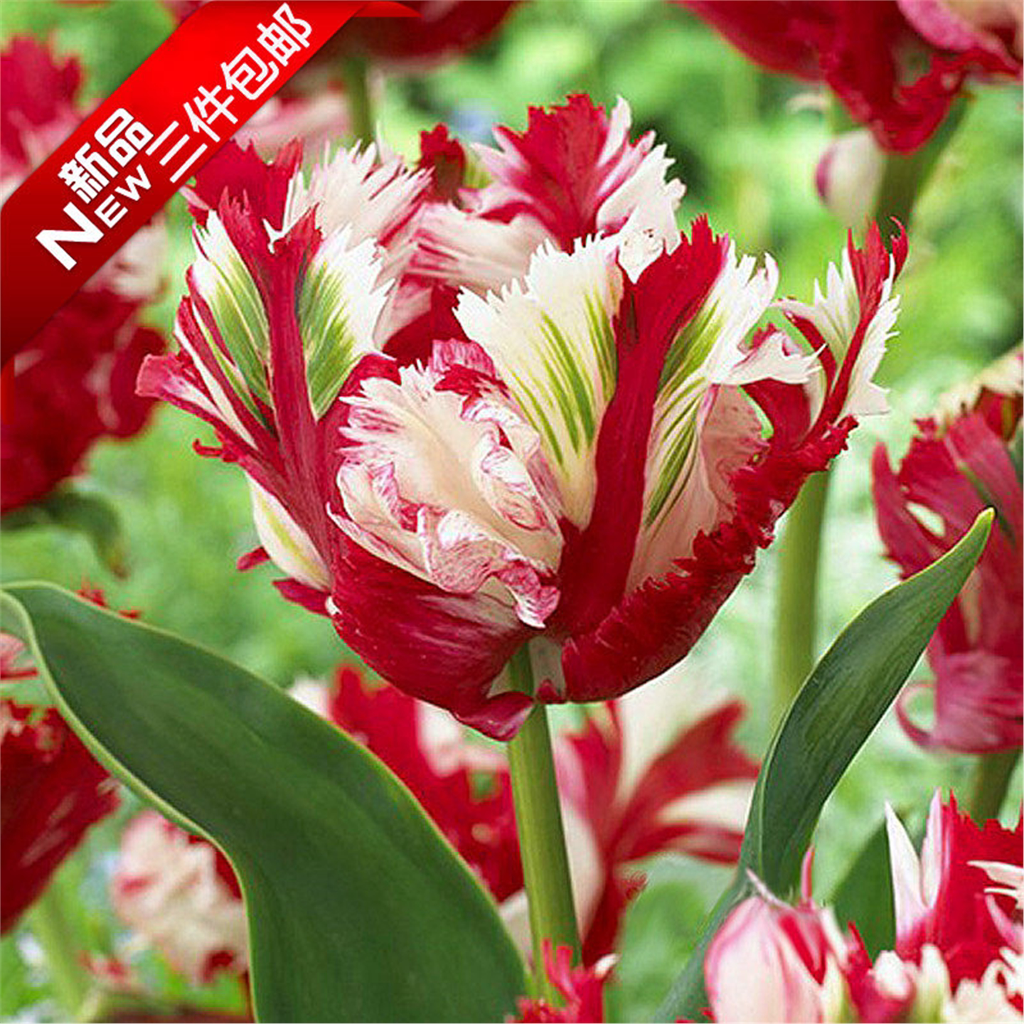 【5颗装带芽】稀有重瓣荷兰郁金香种球鹦鹉新品当年开花卉盆栽