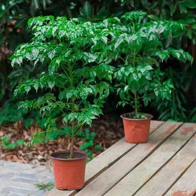 幸福树平安绿植花卉小盆栽