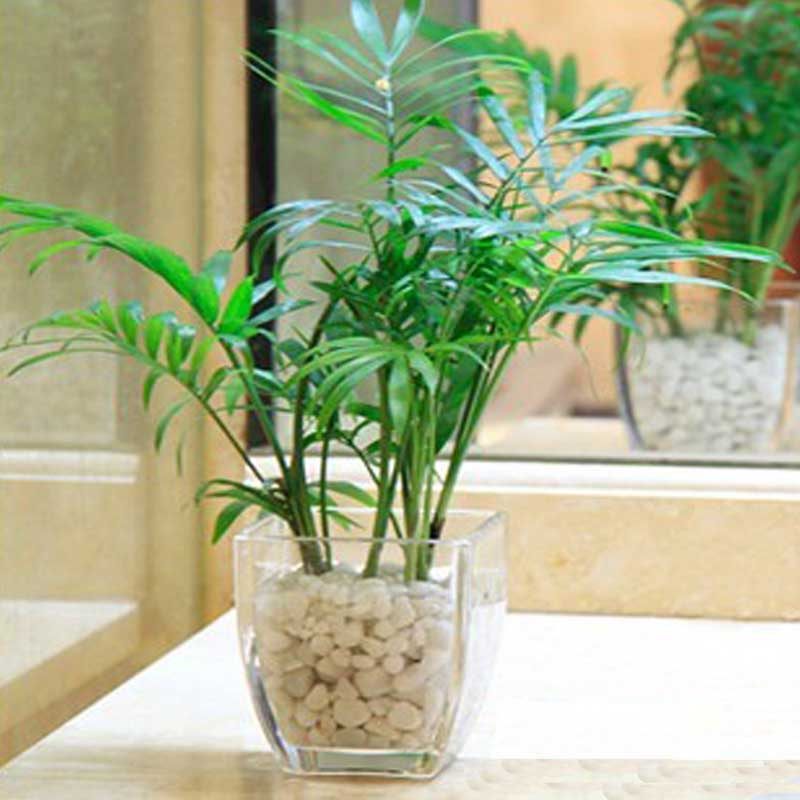 小椰子树袖珍花椰子盆栽水培土培袖珍椰子花卉绿植植物盆栽好养活