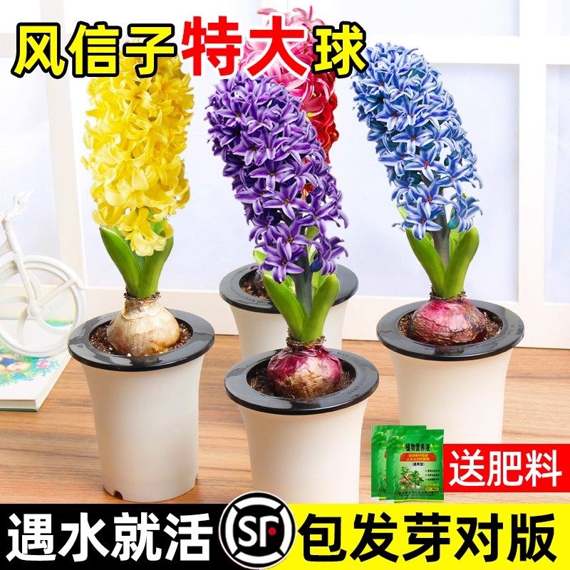 风信子种球水培土养室内秋冬耐寒易活四季花卉百合花种球盆栽绿植
