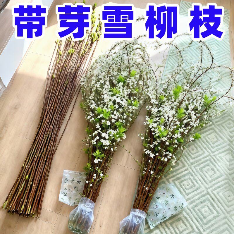 雪柳干枝带花苞水培植物鲜图片