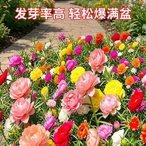 太阳花重瓣苗枝条盆栽混色大花带根带花苞室内花卉绿植好活易养