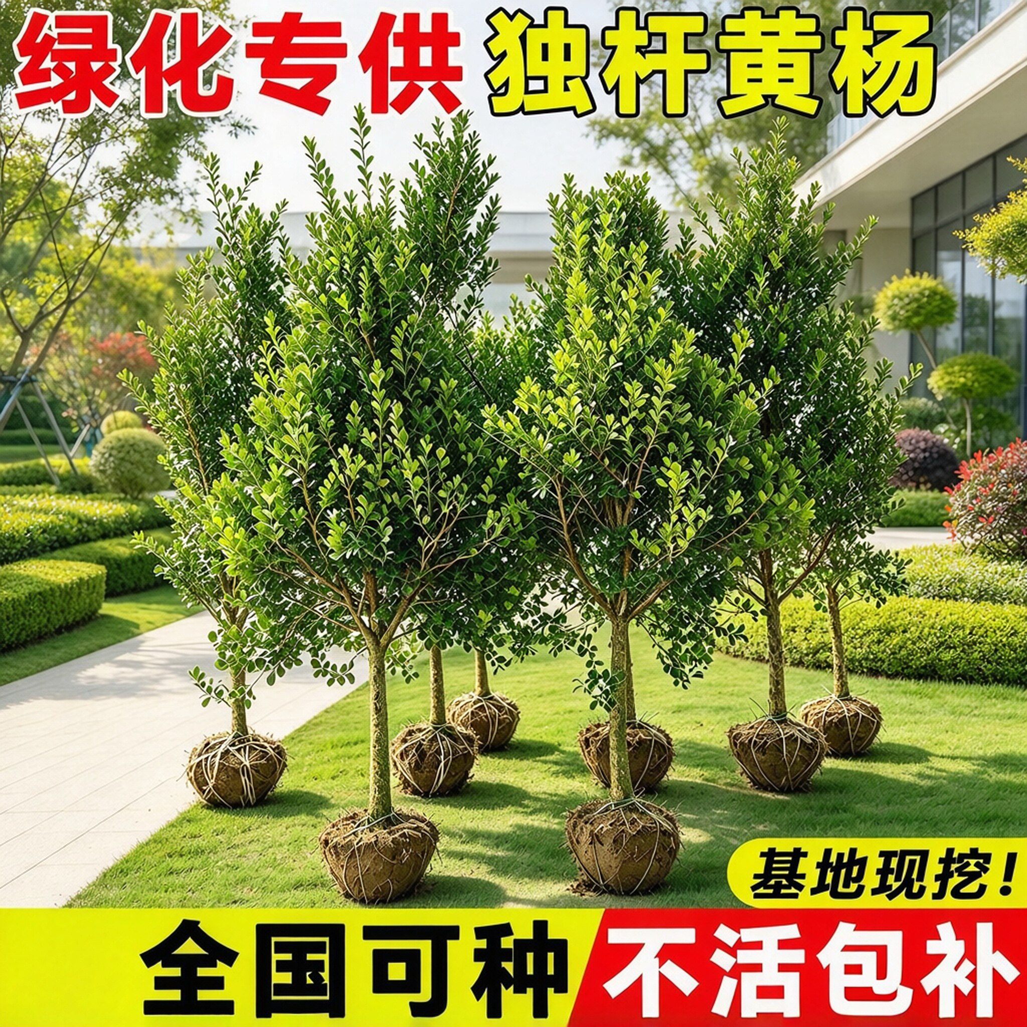 独杆黄杨树苗庭院地栽别墅庭院耐寒四季常青小叶瓜子黄杨苗易成活